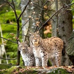Un bébé lynx des Balkans a été découvert en Macédoine
