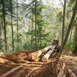Anatomie d'un écocide : petite histoire de la déforestation de masse en Roumanie