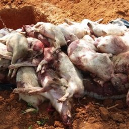 En Bulgarie, la peste porcine décime des élevages entiers