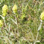 Thé Mursalski : la tisane des montagnes de Bulgarie