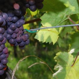 Vins Balkans