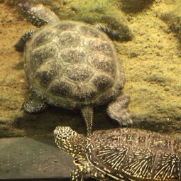 Slovénie : il faut sauver la tortue d'eau douce des marais de Ljubljana