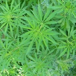 Albanie : la production de cannabis en hausse constante