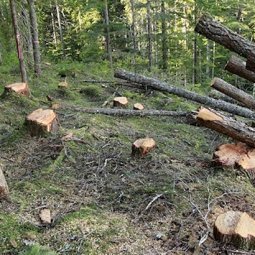 Balkans : le pillage des forêts, « une activité très lucrative »