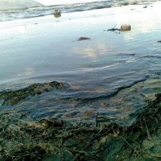 Albanie : catastrophe écologique dans la baie de Vlora