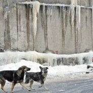 Le froid fait une trentaine de victimes en Roumanie