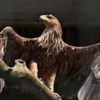 Environnement : l'aigle impérial, symbole national serbe, menacé de disparition