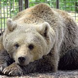 Le triste sort des ours de Roumanie