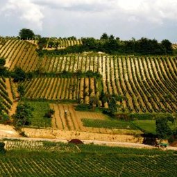 Kosovo : quand le vin et la vigne réunissent Serbes et Albanais