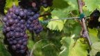 Vins des Balkans : la tradition réinventée