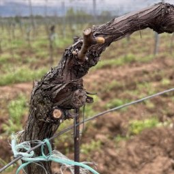 Agriculture au Kosovo (3/3) : à Suharekë, le renouveau de la viticulture
