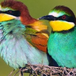 Biodiversité en Serbie : les oiseaux sont menacés