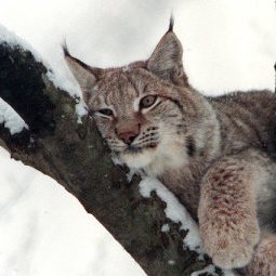 Le lynx des Balkans en passe d'être sauvé