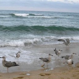 Environnement : l'inexorable asphyxie de la mer Noire
