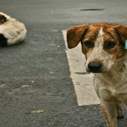 Blog • A Bucarest, des chiens et des hommes