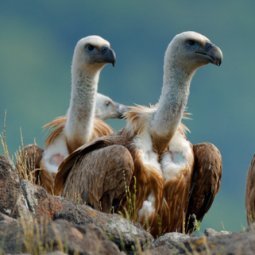 Balkans : pitié pour les vautours