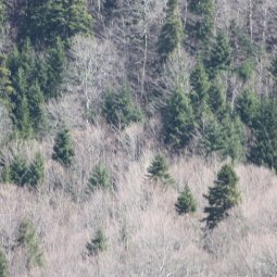 En Bulgarie, la déforestation est aussi un miroir des inégalités sociales