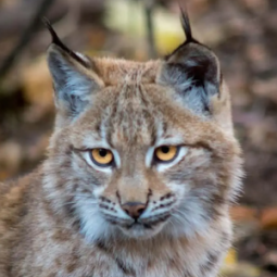 Le lynx des Balkans est de nouveau en danger d'extinction