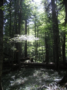Thierry Joubert, aventurier, amoureux de la nature et de la Bosnie