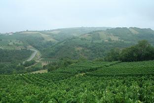 Terroirs des Balkans : réinventer le patrimoine viticole de la Serbie