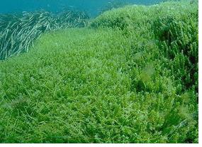 Environnement : une algue tueuse à la conquête de l&rsquo;Adriatique