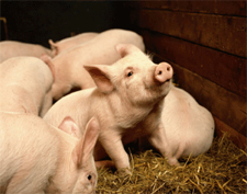 Lisier, cochons et subventions : les USA partent à la conquête de la Roumanie