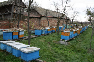 Catastrophe apicole en Serbie : alertez les abeilles !