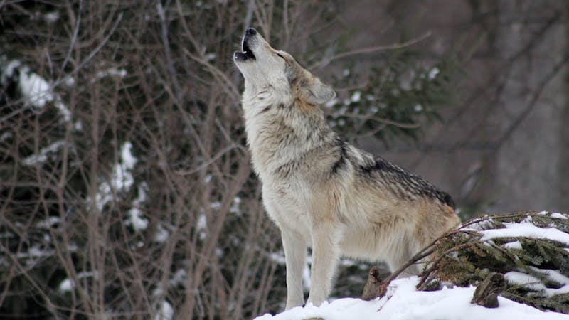 Macédoine : gare au loup, gare au méchant loup !