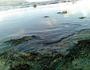 Albanie : catastrophe écologique dans la baie de Vlora