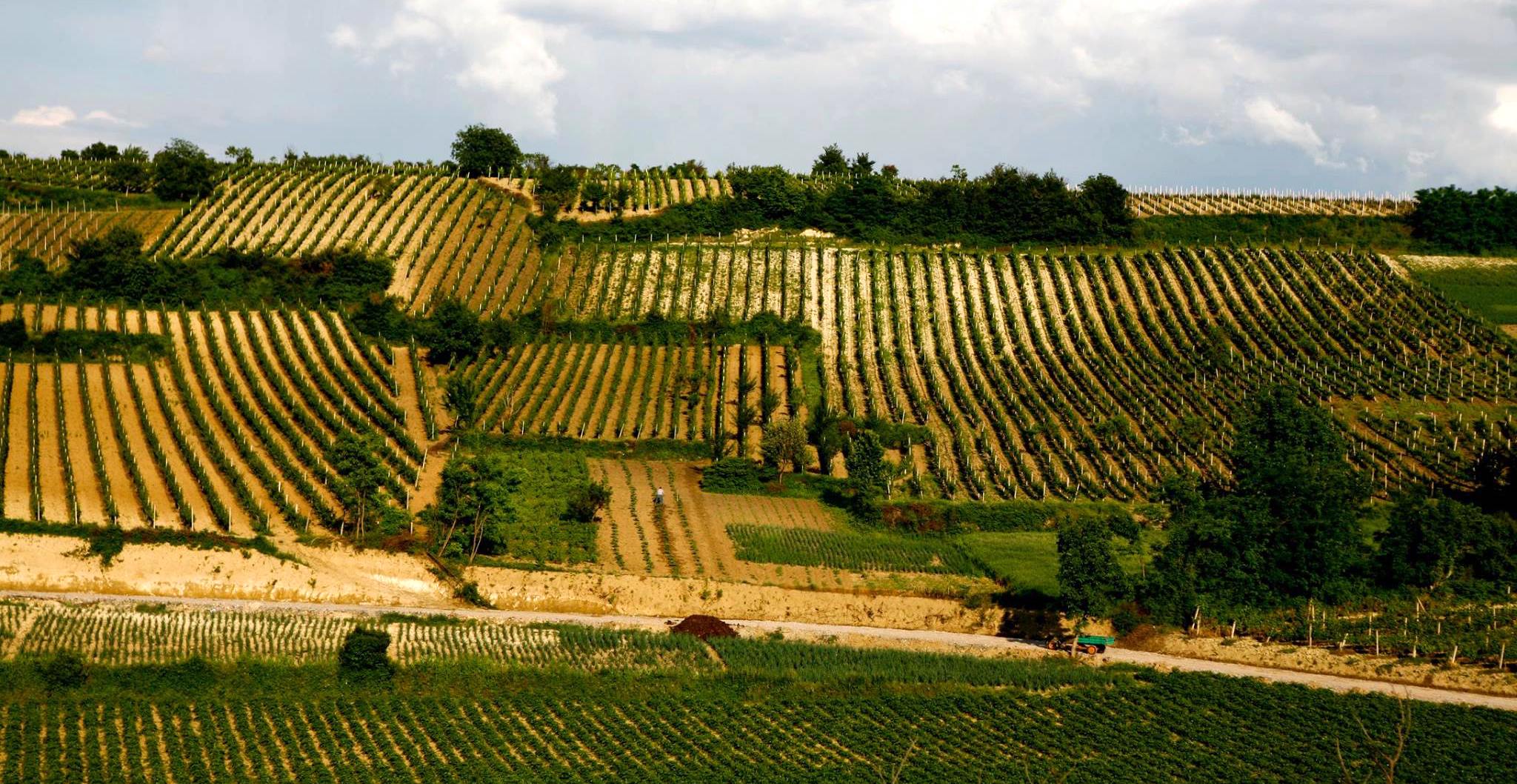 Kosovo : quand le vin et la vigne réunissent Serbes et Albanais