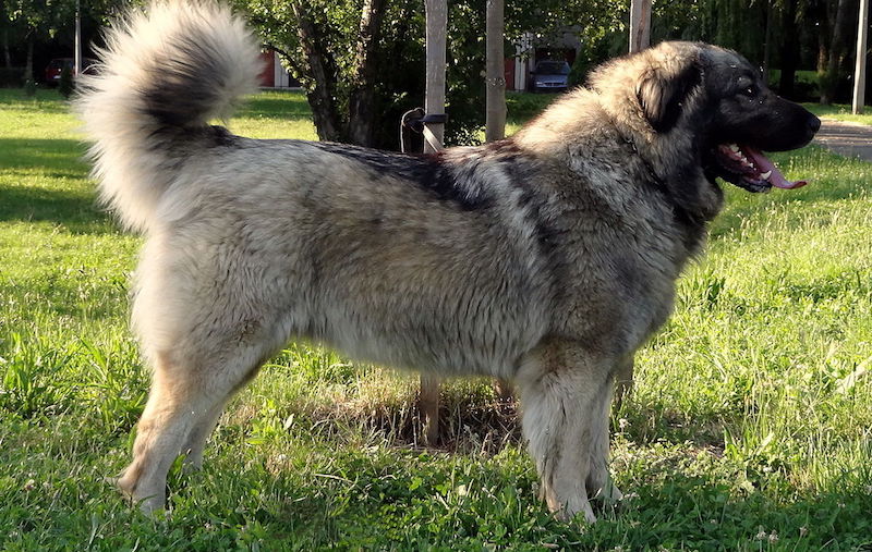 Le sharplaninac, légendaire chien de berger des montagnes des Balkans