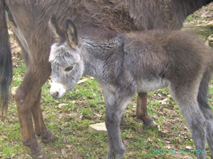 Chevaux, ânes et vaches à vendre au Kosovo !