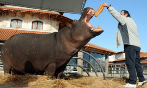 Inondations au Monténégro : l&rsquo;hippopotame du zoo de Podgorica a pris la clé des champs