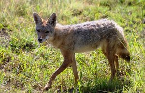 Serbie : la chasse au chacal est ouverte