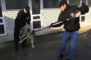 Roumanie : la « solution finale » pour les chiens errants de Brașov
