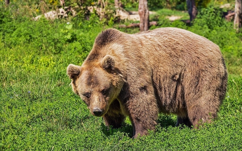 Roumanie : les ours, les loups et les chevaux sauvages du Maramureş