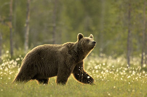 Faune sauvage : la Roumanie autorise la chasse à l&rsquo;ours