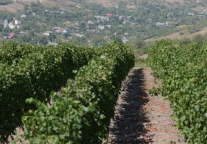 Agriculture : la viticulture roumaine montre les dents