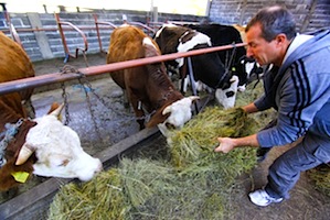Réfugiés de Bosnie : leurs petites entreprises ne connaissent pas la crise