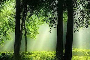 Roumanie : la forêt, espace sacré, espace menacé