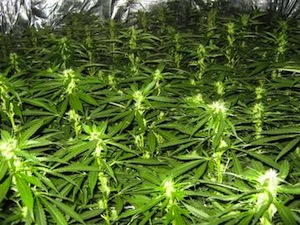 Lazarat : fief de la marijuana albanaise