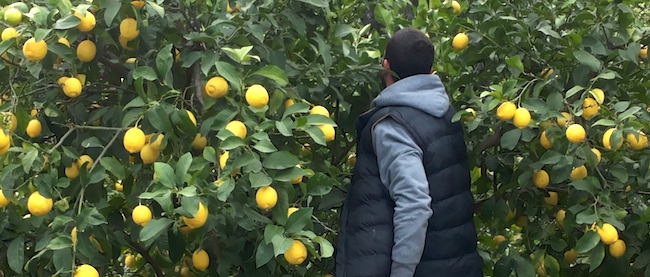 Grèce : le retour à la terre pour tenter d&rsquo;échapper à la crise