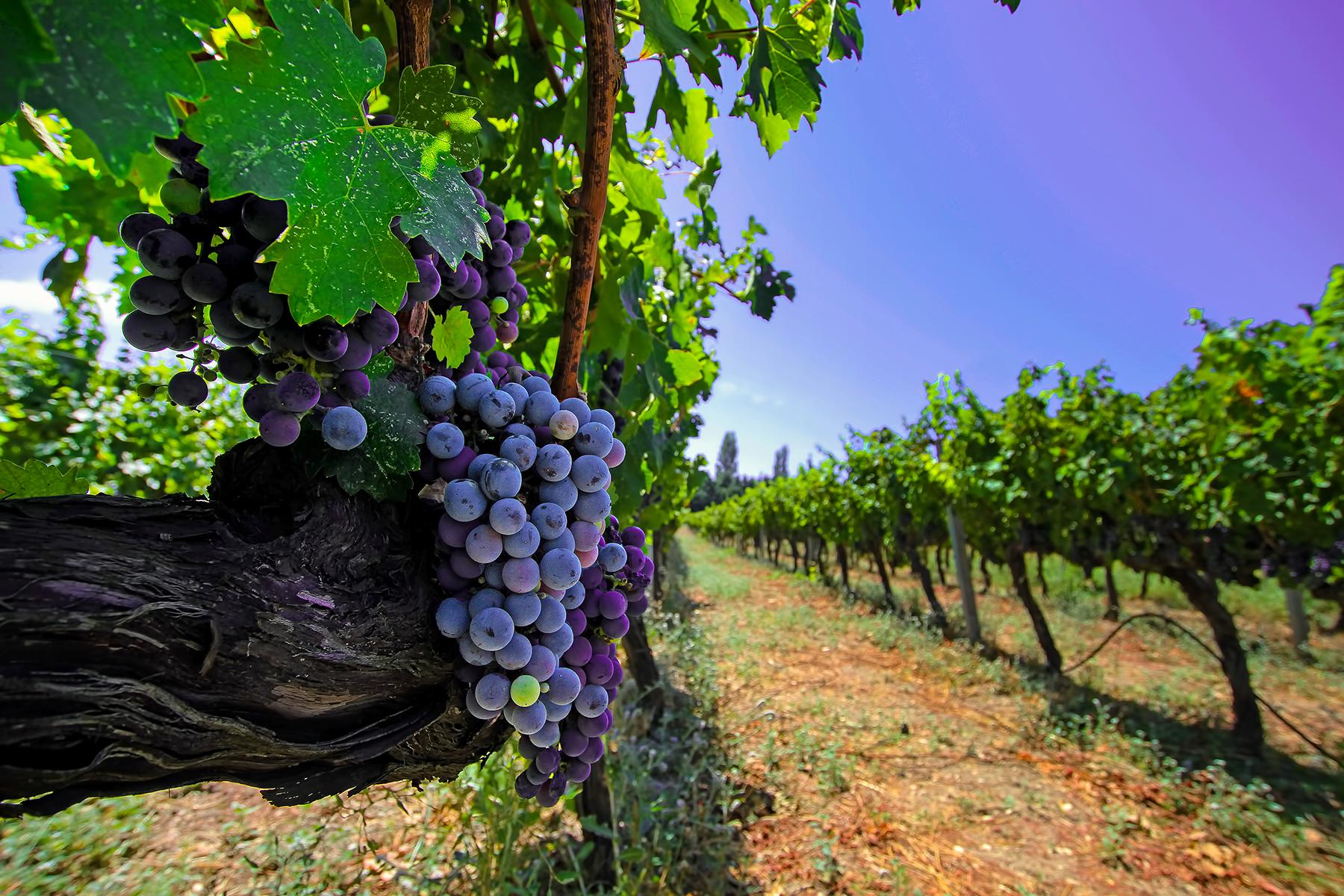 Turquie : à Bozcaada, les vignerons ont la gueule de bois