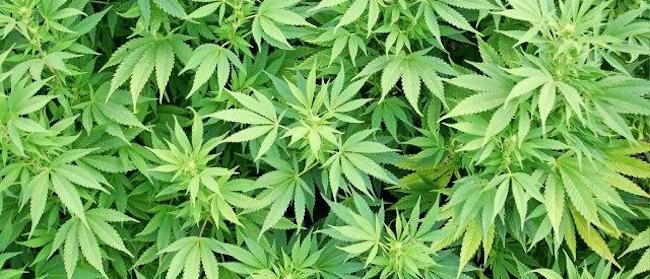 Serbie : saisie record de cannabis à Surdulica