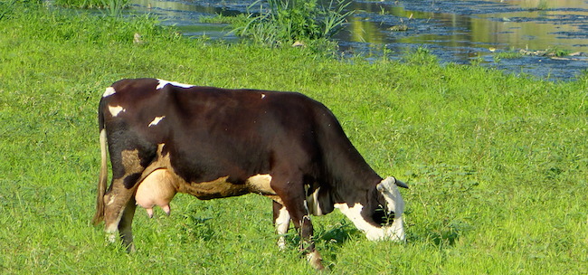 Serbie : les agriculteurs veulent interdire l’importation de viande et de lait de l’UE