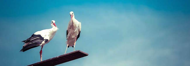 Croatie : Klepetan et Malena, les ailes du désir à Brodski Varoš