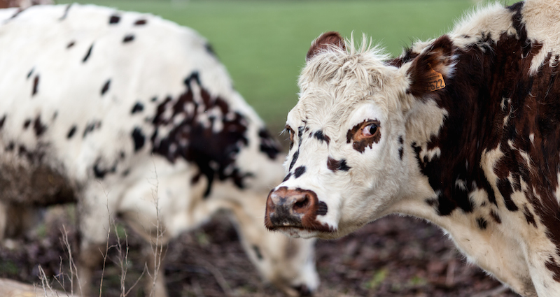 Bulgarie : les producteurs de lait dans la rue pour sauver leur peau