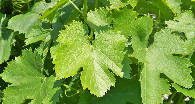Blog • Que cache donc cette feuille de vigne ?