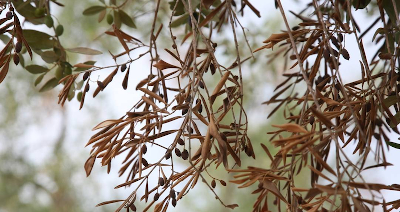 Oliviers des Balkans (2/4) | Péril en Croatie : la xylella fastidiosa à l&rsquo;assaut des oliviers