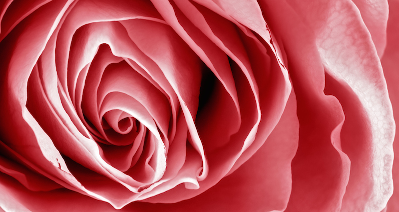 Bulgarie : le gouvernement au secours des producteurs d&rsquo;essence de rose